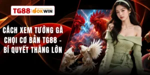 Cách Xem Tướng Gà Chọi Cơ Bản TG88 - Bí Quyết Thắng Lớn